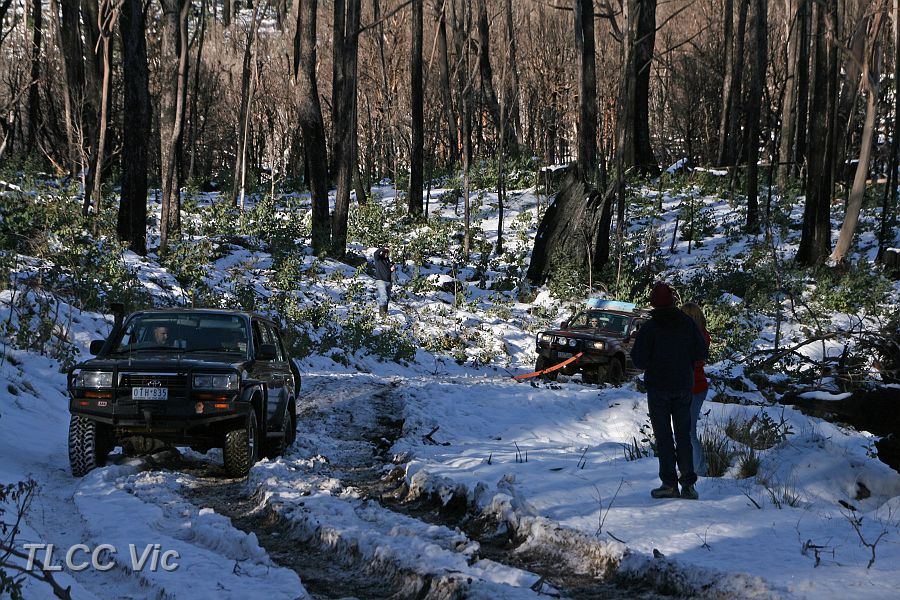 14-Cat prepares to snatch Scratchy on McFadyen Track.JPG